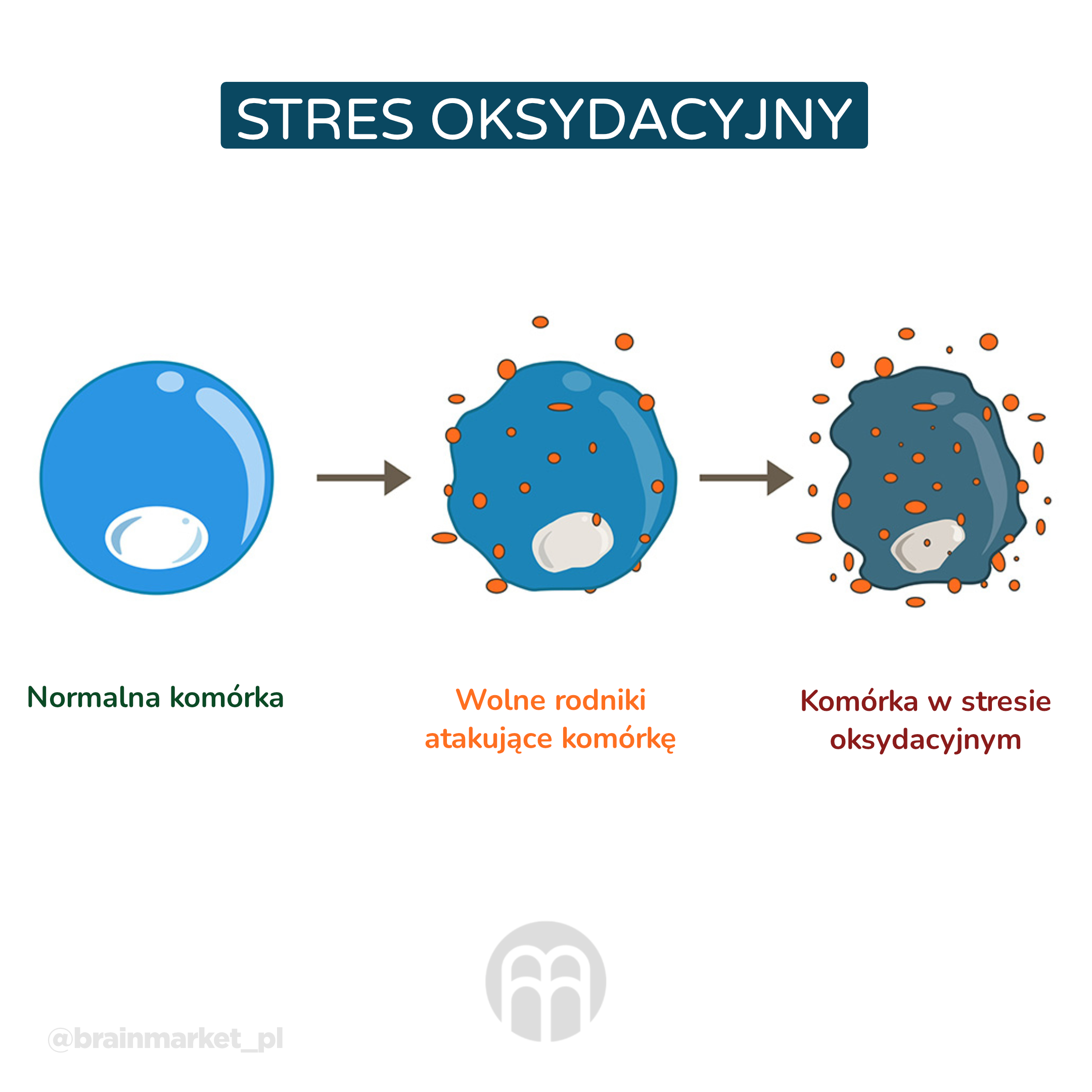 Oxidační stres_infografika_pl